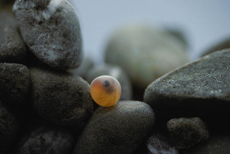 Ein Laich im Wasser