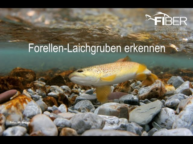 Video link: Forellen-Laichgruben erkennen